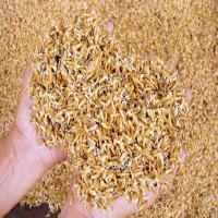 Hạt rau mầm lúa mạch - Hạt lúa mạch để làm rau mầm